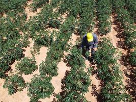 Modern farmers are inspecting agricultural fields in bright sunlight during the day. photo