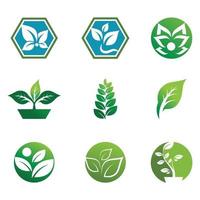 Mint leaves flat vector color icon template illustration design