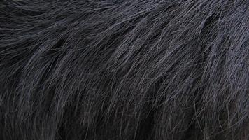 fur texture. close up of fur. fur background photo