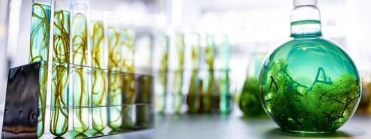 banner background of alga biotechnology research, algae experiment researching in laboratory for using in biofuel energy industrial, sustainable development production of biodiesel industrial system photo