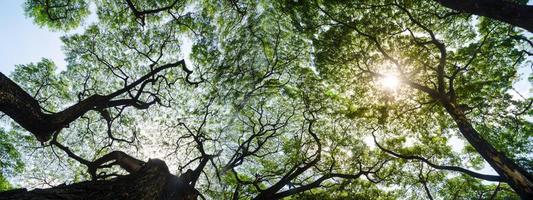 fondo de pancarta panorámica de la escena del paisaje del bosque tropical para usar en concepto de ecología ambiental y energía sostenible o día de la tierra, uso escénico de madera salvaje para papel tapiz de spa y turismo foto