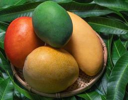 Fresh juicy beautiful mango fruit in bamboo sieve over green leaf background. Tropical summer harvest concept, top view, close up, macro, copy space. photo