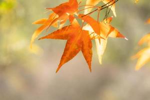 Beautiful maple leaves in autumn sunny day in foreground and blurry background in Kyushu, Japan. No people, close up, copy space, macro shot. photo