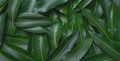 fondo de hojas de mango, hermoso grupo verde fresco con detalle de textura de vena de hoja clara, espacio de copia, vista superior, primer plano, macro. concepto tropical. foto