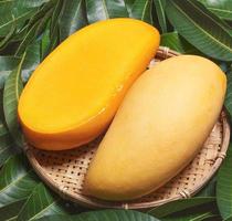 Fresh juicy beautiful mango fruit in bamboo wooden basket on green background by leaves, close up, macro, copy space. Tropical summer harvest concept photo