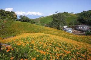 Beautiful orange daylily flower farm on Liushidan mountain Sixty Rock Mountain with blue sky and cloud in Taiwan Hualien Fuli, close up, copy space