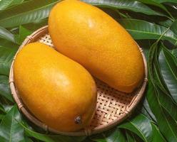 Fresh juicy beautiful mango fruit in bamboo sieve over green leaf background. Tropical summer harvest concept, top view, close up, macro, copy space. photo