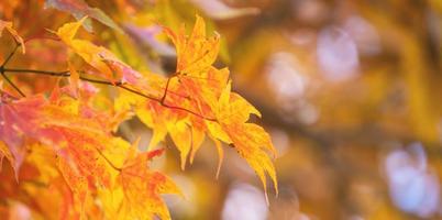 Beautiful maple leaves in autumn sunny day in foreground and blurry background in Kyushu, Japan. No people, close up, copy space, macro shot. photo