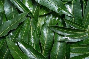 Mango leaves background, beautiful fresh green group with clear leaf vein texture detail, copy space, top view, close up, macro. Tropical concept. photo