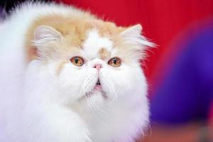 the Persian cat orange and white fur with yellow eye and medium hair. photo