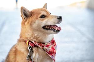 The Shiba Inu is a very cute and good friend. it is Japanese dog portraiture. photo