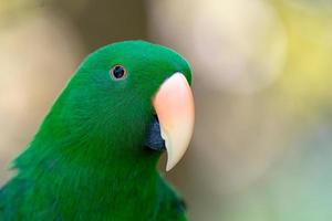 el loro verde se aferra y se para en la rama en el fondo borroso del bosque. foto