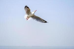 the Seagull birds on beach and mangrove forest in Thailand country. photo