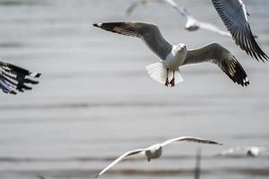 the Seagull birds on beach and mangrove forest in Thailand country. photo