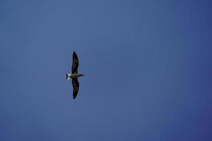 the Seagull birds on beach and mangrove forest in Thailand country. photo