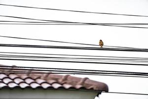 Eurasian tree sparrow backside and hang on to electric cable alone wit whtie sky behind photo