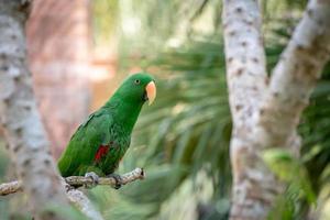 Green parrot hang on and stand on the branch in the forest  bokeh blur  background. photo