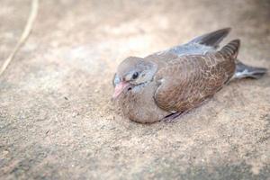 close up baby dove on the stone ground is still sitting in the tree shade. photo