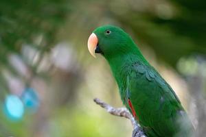 el loro verde se aferra y se para en la rama en el fondo borroso del bosque. foto