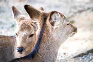 close up two deers at Todaiji temple in Nara perfecture at Japan country photo