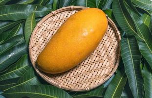 Fresh juicy beautiful mango fruit in bamboo sieve over green leaf background. Tropical summer harvest concept, top view, close up, macro, copy space. photo