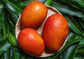 Fresh juicy beautiful mango fruit in bamboo sieve over green leaf background. Tropical summer harvest concept, top view, close up, macro, copy space. photo