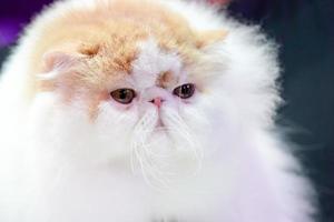 Close up the short nose and face Persian cat face long brown orange hair. photo