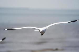 the Seagull birds on beach and mangrove forest in Thailand country. photo