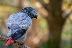 Baby African grey parrot with red tail hang on to the branch in the forest photo