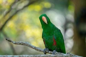 Green parrot hang on and stand on the branch in the forest  bokeh blur  background. photo