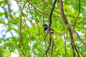 black bird with white line on its wing hangs on to a tree branch, green background. photo