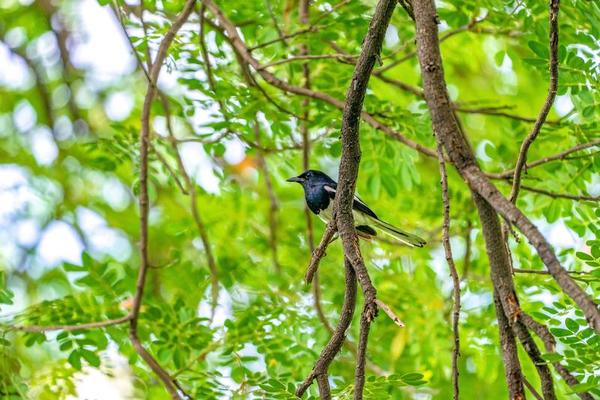 black bird with white line on its wing hangs on to a tree branch, green background.