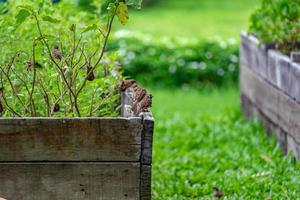 Thailand little brown sparrow bird in the graden and park. photo