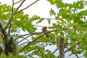 Thailand little brown sparrow bird in the graden and park. photo