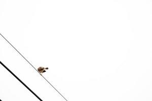 Eurasian tree sparrow backside and hang on to electric cable alone wit whtie sky behind photo