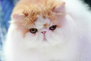 Close up the short nose and face Persian cat face long brown orange hair.