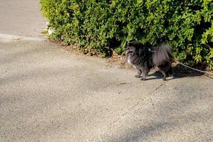 Little black spitz - pomeranian with rope line, is standing for waiting something at the outdoor park. photo