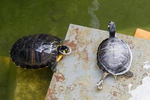 Tortugas acuáticas en el foso alrededor del quiosco de música en Tavira Portugal foto