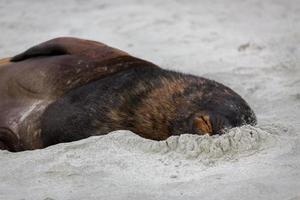león marino de nueva zelanda durmiendo en la arena foto