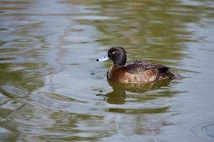 pato moñudo en el agua foto