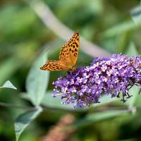 Silver-washed Fritillary feeding on a Buddleia photo