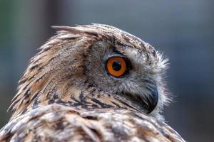 Portrait of a Eurasian Eagle-Owl photo