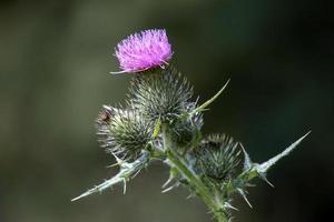 Thistle flowering on a summer's day in Wiltshire photo