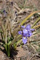 un iris enano, nuez de Berbería, que florece en primavera en Cerdeña foto