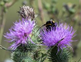 abeja en un cardo foto