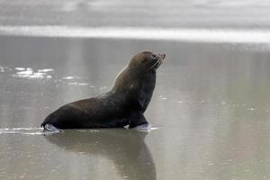 New Zealand Fur Seal