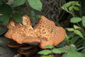 Large Bracket Fungus photo