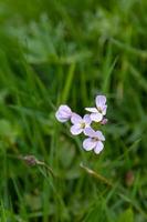 Cuckoo flower growing wild in Scotland photo