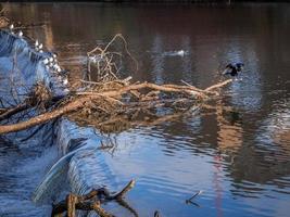 cormorán de pie sobre un árbol caído atascado en la presa en el desgaste del río en durham foto