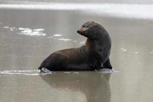 New Zealand Fur Seal photo